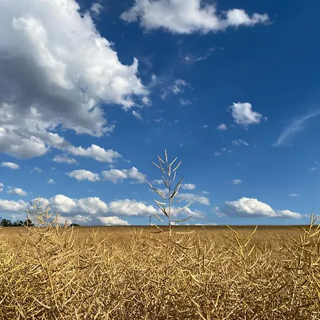 Doesjes * Naumburg (Saale)