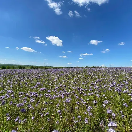 Doesjes * Naumburg (Saale)