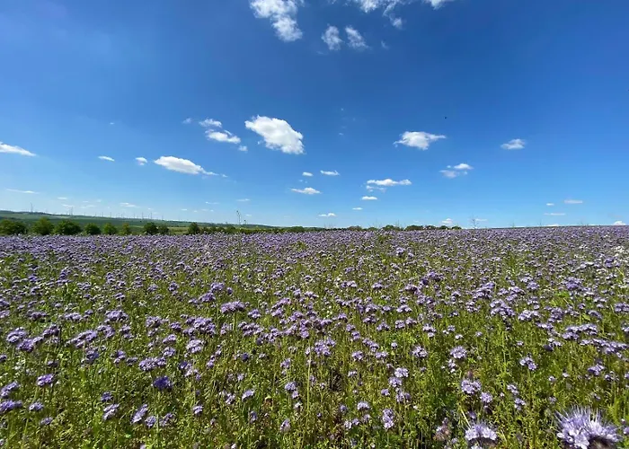 Doesjes * Naumburg (Saale)